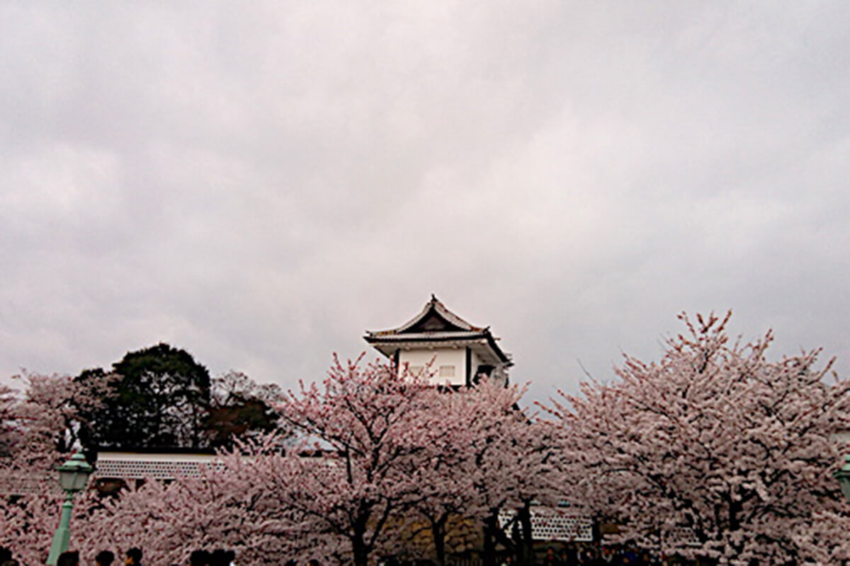 大人女子旅金沢レンタカー旅 桜が満開の兼六園、金沢城公園