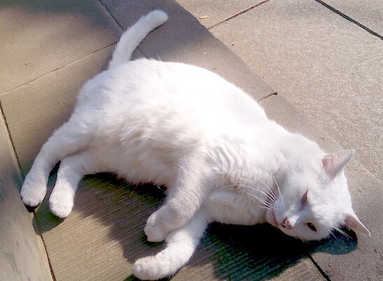 愛宕神社の白猫 招き猫