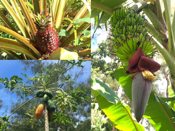ハマモトガーデンズで見られる植物