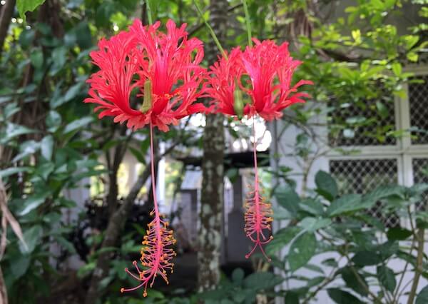 ハマモトガーデンズの提灯ハイビスカス