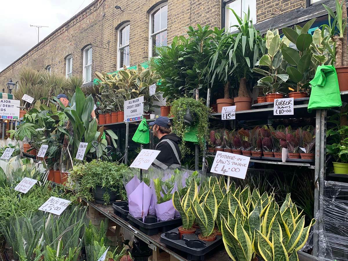 ロンドンで日曜日に開催されるコロンビアロードフラワーマーケットでは切り花以外に植木鉢の観葉植物も売られている