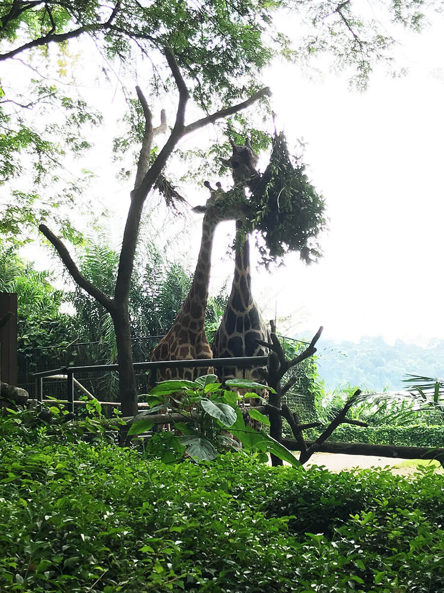 シンガポールズー（Singapore Zoo）のキリン