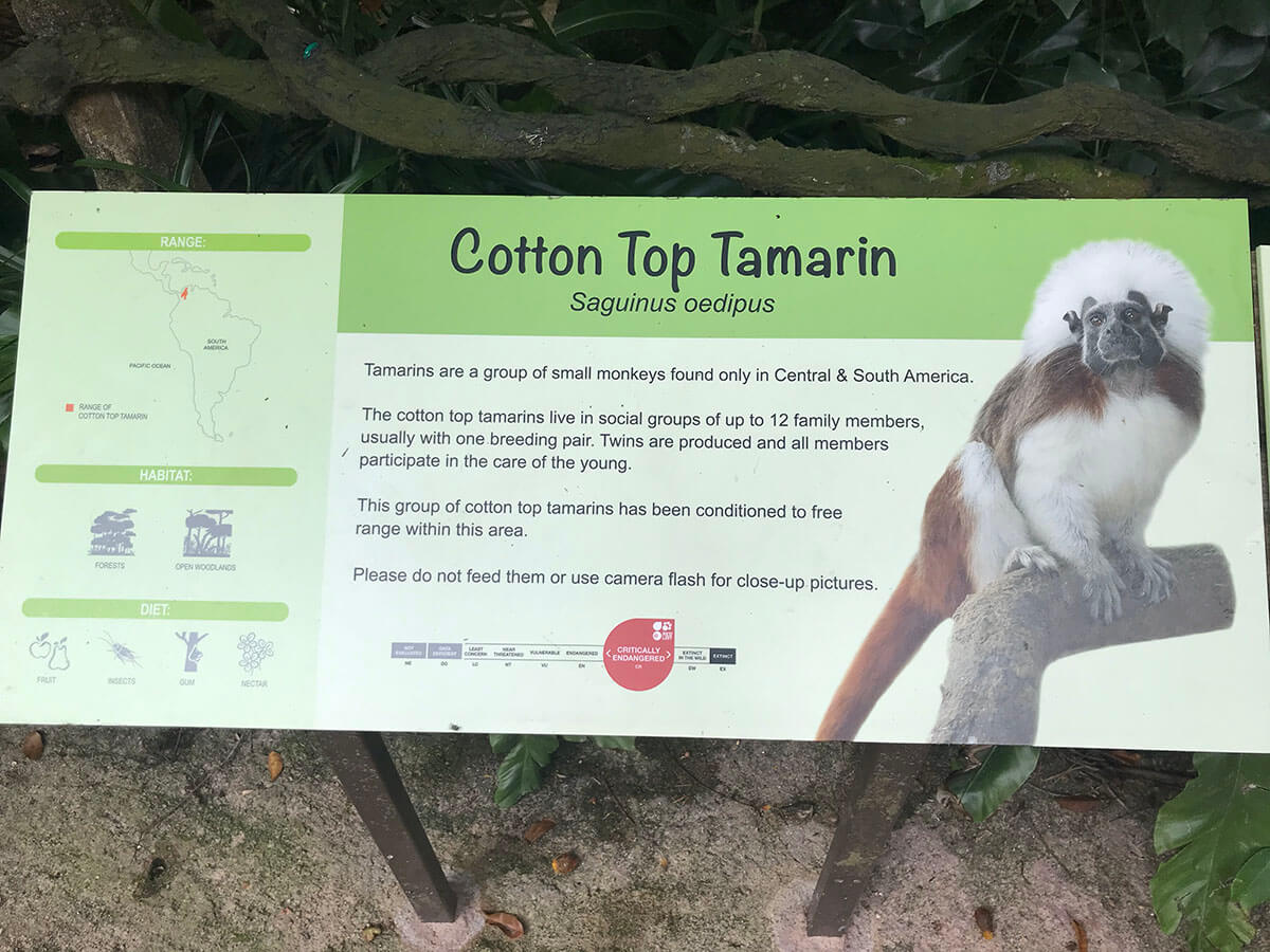 シンガポールズー（Singapore Zoo）のタマリン説明