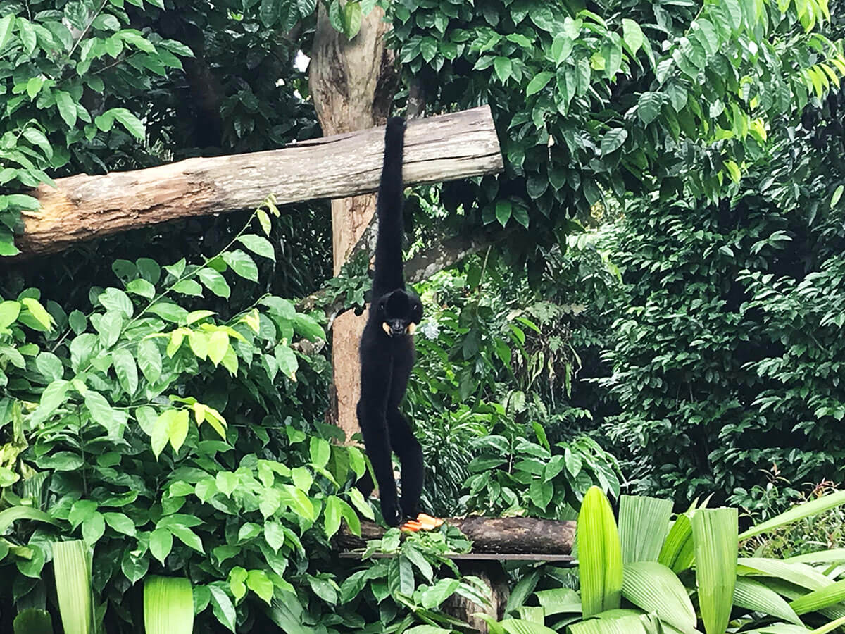 シンガポールズー（Singapore Zoo）のテナガザル