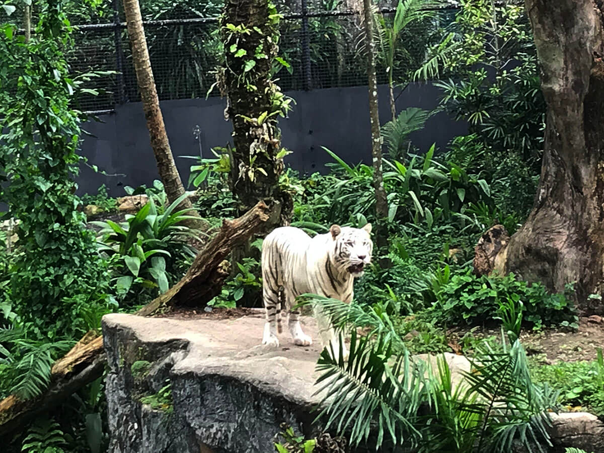 シンガポールズー（Singapore Zoo）のホワイトタイガー
