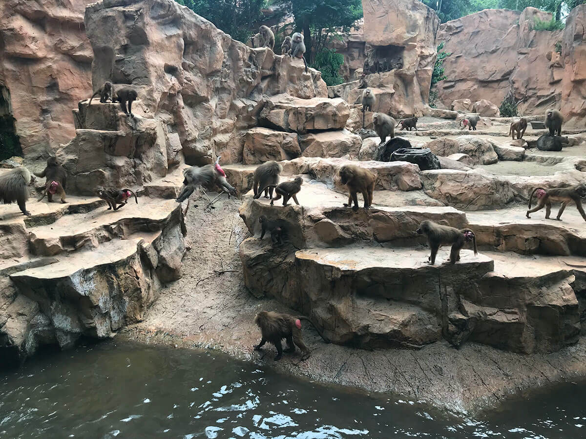 シンガポールズー（Singapore Zoo）のマントヒヒ